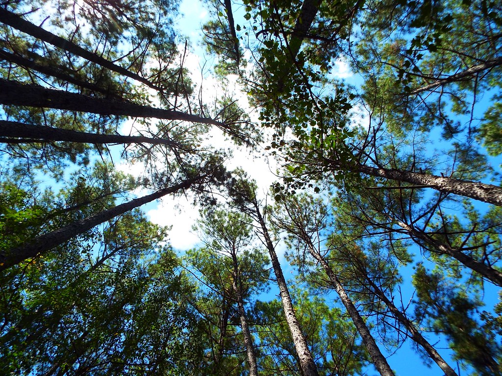 Sunlit loblolly pine stand with tall straight trunks and a green canopy
